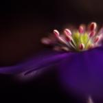  Kidneywort (Hepatica nobilis) 