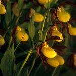  lady&amp;#39;s-slipper orchid (Cypripedium calceolus) 