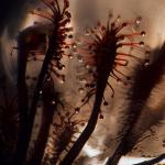  Spoon-Leaf Sundew (Drosera intermedia) 