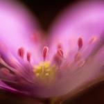  Kidneywort (Hepatica nobilis) 