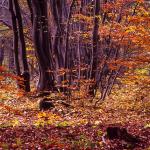  Roztocze Region - South East Poland 