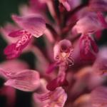  Military Orchid (Orchis militaris) 