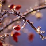  Dog rose (Rosa canina) 