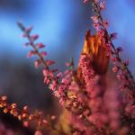  Heather (Calluna vulgaris) 