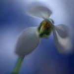  Common snowdrop (Galanthus nivalis) 