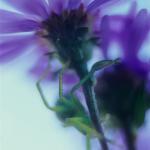  Goldenrod Crab Spider (Misumena vatia) 