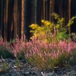  Solska Primeval Forest 