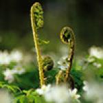  Male Fern (Dryopteris filix-mas) 