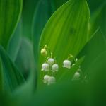  Lily of the valley (Convallaria majalis) 