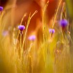  Bachelor button flowers (Centaurea cyanus) 